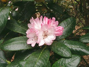 P5111033_clementinae Rhododendron clementinae