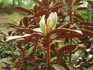 P5111035_bureavii Rhododendron bureavii