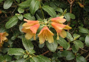 P5111036_ambiguum_x_cinnabarinum_ssp_xanthocodon_flowers Rhododendron ambiguum x cinnabarinum ssp. xanthocodon