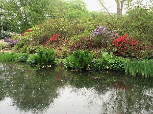 P5111037_Sofiero_puutarhalampi Pond and rhododendrons Lampi ja alppiruusuja