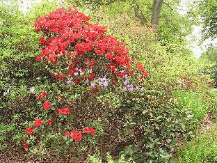 P5111038_Elisabeth_Hobbie Rhododendron 'Elisabeth Hobbie'