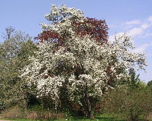 P5090918_Lybeckerbergamotta_ja_Fagus Pyrus Lubeckerbergamotta, Fagus sylvatica 'Atropunicea'