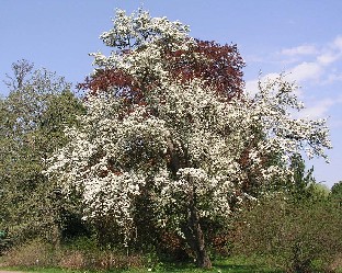 P5090918_Lybeckerbergamotta_ja_Fagus Pyrus Lubeckerbergamotta, Fagus sylvatica 'Atropunicea'