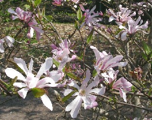 P5090921_Magnolia_Leonard_Messel Magnolia 'Leonard Messel'