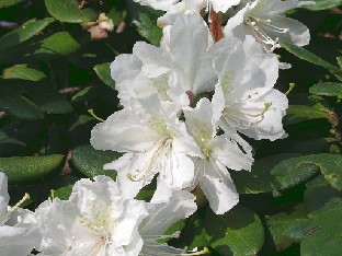 P5090922_aureum Rhododendron aureum