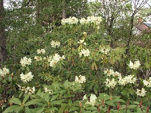 P5141337_iso_kellertava Rhododendron 'Nippon' (Dietrich Hobbie)