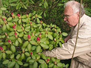 P5141338_nimikyltti_kateissa Kaarel Voitk looking for the label of Rhododendron catawbiense var. album x viscidifolium