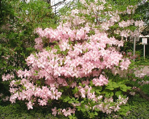 Karlstad City Garden