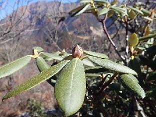 PB091468_1024px R. aganniphum , 4290 m