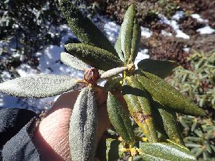 PB101564_1024px Comparing R. aganniphum with thick tomentum (blue leaves) to normal R. aganniphum , 4280 m