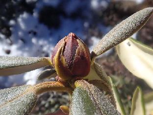 PB101566_1024px R. aganniphum with thick tomentum (blue leaves), 4280 m