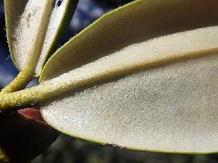 PB101570_1024px R. aganniphum with thick tomentum (blue leaves), 4280 m