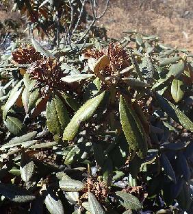 PB101574_1024px R. phaeochrysum , 4250 m