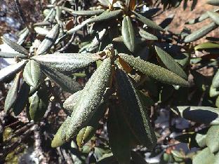 PB101575_1024px R. phaeochrysum , 4250 m