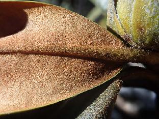 PB101578_1024px R. phaeochrysum , 4250 m