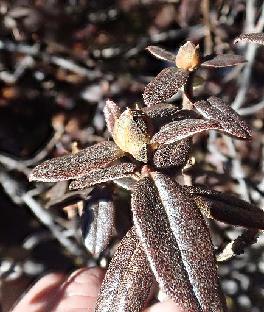 PB121832_1024px R. cephalanthum ssp. cephalanthum , 4120 m