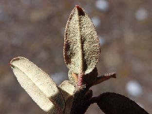 PB121842_1024px R. cephalanthum ssp. cephalanthum , 4120 m