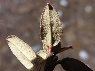 PB121842_1024px R. cephalanthum ssp. cephalanthum , 4120 m