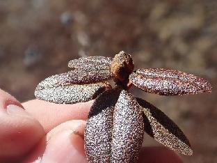 PB121847_1024px R. cephalanthum ssp. cephalanthum , 4120 m