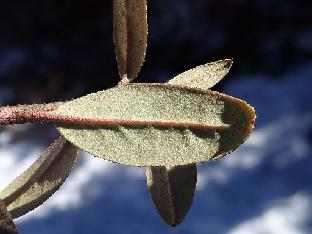 PB121860_1024px R. cephalanthum ssp. cephalanthum , 4120 m