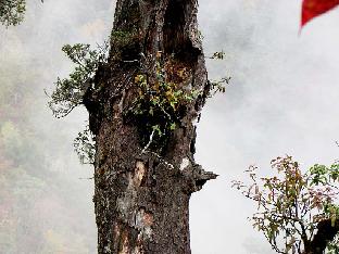 IMG_4678_rhodo_growing_on_a_tree_Egil_1024px R. edgeworthii growing on a tree, photo by Egil Valderhaug