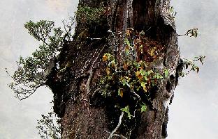 IMG_4678_rhodo_growing_on_a_tree_close-up_Egil_1024px R. edgeworthii growing on a tree, photo by Egil Valderhaug