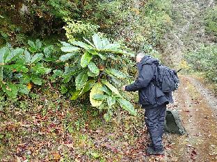 PA310475_1024px Hans E. looking for R. edgeworthii under leaves of R. sinogrande , 2890 m