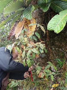 PA310476_1024px Hans E. looking for R. edgeworthii under leaves of R. sinogrande , 2890 m