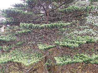 PA280198_1024px Abies delavayi , 3830 m