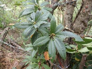 PA280281_1024px R. irroratum , 2750 m