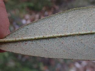 PB111668_1024px R. rubiginosum f. desquamatum , 3370 m