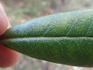 PB111670_1024px R. rubiginosum f. desquamatum , 3370 m