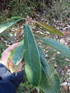 PB111673_1024px R. uvariifolium , 3370 m