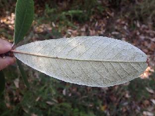 PB111674_1024px R. uvariifolium , 3370 m