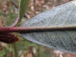 PB111676_1024px R. uvariifolium , 3370 m