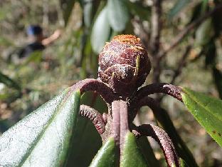 PB111677_1024px R. uvariifolium , 3370 m