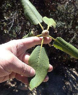 PB081356_1024px R. × chlorops ( wardii × vernicosum ), 3825 m