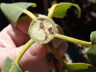 PB081360_1024px R. × chlorops ( wardii × vernicosum ), some dead pips (embryonic flower parts), 3825 m