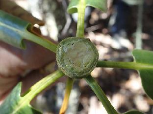 PB081369_1024px R. × chlorops ( wardii × vernicosum ), 3800 m