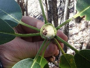 PB081380_1024px R. × chlorops ( wardii × vernicosum ), some dead pips (embryonic flower parts),3690 m