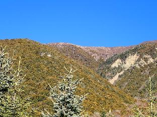 PB081438_1024px View up to the Gongkahu Mountain from the road at 3535 m. The yellow-green color is from Ilex section Quercus plants.