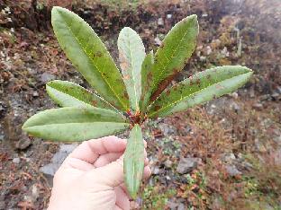 PB061158_1024px R. anthosphaerum , 3050 m