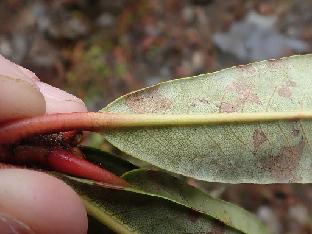 PB061160_1024px R. anthosphaerum , 3050 m