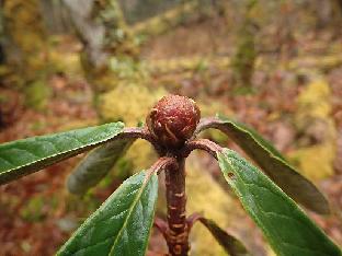 PB061172_1024px R. uvariifolium , 3050 m