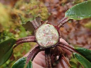 PB061176_1024px R. uvariifolium , 3050 m