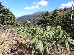 PB020713_1024px R. beesianum , 3845 m