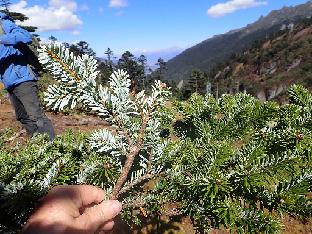 PB020717_1024px Abies delavayi , 3850 m