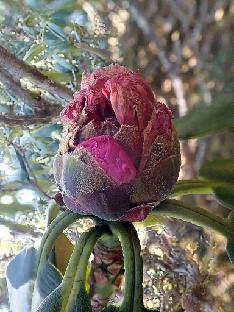 PB020735_1024px R. beesianum , opening red flower bud, 3830 m