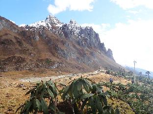 PB020769_1024px Peacock pass, R. beesianum in front, 3900 m