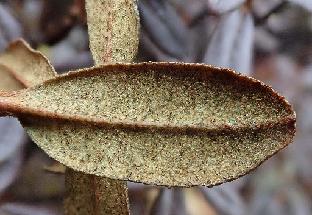 PB030824_1024px R. cephalanthum ssp. cephalanthum , 3900 m